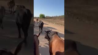 Rancho cowboy Umirim ceará [upl. by Ruelle31]