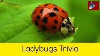 Ladybugs Fun Facts and Trivia [upl. by Dorisa178]