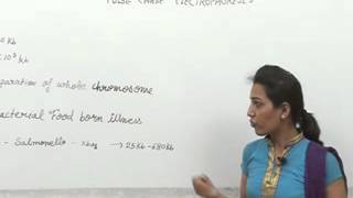 Pulse chase electrophoresis Lecture by Priya Rathore BSc Zoology Science [upl. by Roux]