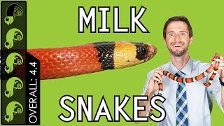 Milk Snake The Best Pet Snake [upl. by Navnod]