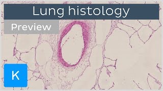 Lungs tissues and cells preview  Human Anatomy and Histology  Kenhub [upl. by Cosenza]