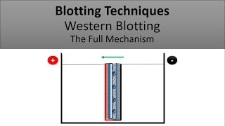 Blotting Techniques The Principle of Western Blotting [upl. by Stanwinn501]