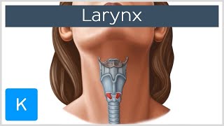 Larynx  Membranes ligaments and muscles  Human Anatomy  Kenhub [upl. by Enimsaj]