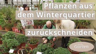 Rückschnitt von Fuchsien Wandelröschen Pelargonien und Zitrusgewächsen  MDR Garten [upl. by Chase114]