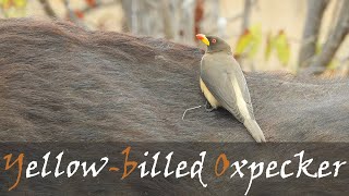 Yellowbilled Oxpecker Buphagus africanus Bird Call Video Near Letaba Camp  Stories Of The Kruger [upl. by Merras]