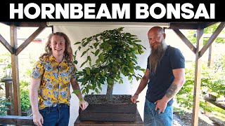 Pruning a Large Hornbeam Bonsai [upl. by Eel]