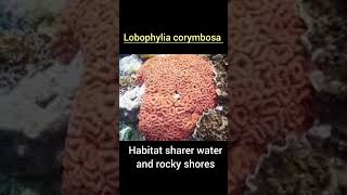 Lobophylia corymbosa classification and commentary coral marine facts [upl. by Linnell]