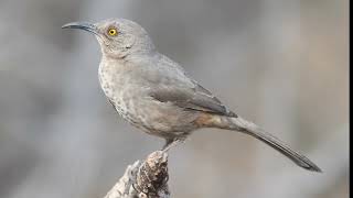 Curvebilled Thrasher Call Video Bird Songs Western North AmericaNature Sounds for Sleep Relaxing [upl. by Octavia210]