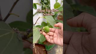 Fig plant Life cycle మేడిపండు अंजीर [upl. by Odradlig]