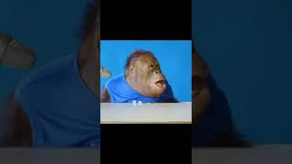 Orangutan ASMR meme funny fypシ editing cool [upl. by Ettevy]