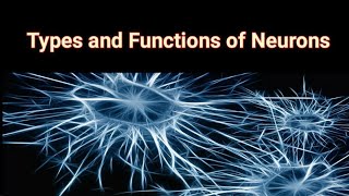 Neurons The MOST Interesting Cells in Your Body [upl. by Fried]