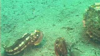 Sarcastic Fringeheads  Channel Islands  UGENA [upl. by Gustave]