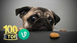 😂 Top 100 Grappige Honden Filmpjes en Videos honden grappig hondenfilmpjes [upl. by Nemlaz]