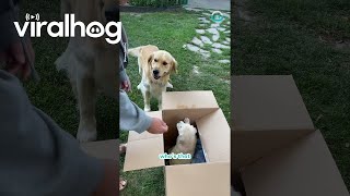 Golden Retriever Unboxes Brand New Bestie  ViralHog [upl. by Asillam435]