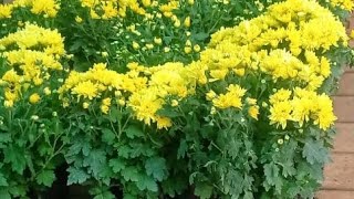 Chrysanthemum plant care  ജമന്തി ചെടി നടുമ്പോൾ ശ്രദ്ധിക്കേണ്ട ചില കാര്യങ്ങൾ anuprasathyt [upl. by Alliuqaj]