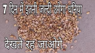 7 दिन में सबसे जल्दी उगाओ बिज से धनिया  एकदम नया तरीका  How to grow dhaniya  coriander from seeds [upl. by Alyaj]