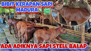 UPDATE BIBIT UNGGUL KERAPAN SAPI MADURA DI MARKAS LINDA TERSAYANG  MUTIARA SAPUDI FARM [upl. by Ivens]