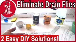 How to Get Rid of Drain Flies [upl. by Aikkin]