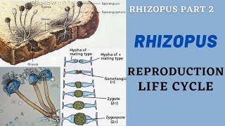 Rhizopus Reproduction Rhizopus Fungi Rhizopus Asexual and Sexual Reproduction Rhizopus Life Cycle [upl. by Nochur]