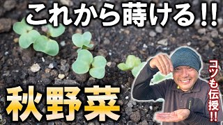 これから蒔ける秋野菜６選～種まきのコツも教えます～ [upl. by Parke]