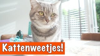 10 Katten weetjes  DierenpraatTV [upl. by Netram]