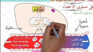 درس التنفس مستوى الثالثة إعدادي الجزء الثالث la respiration 3AC SVT [upl. by Drain]