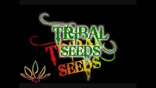 Tribal Seeds Beautiful Mysterious [upl. by Eanyl237]