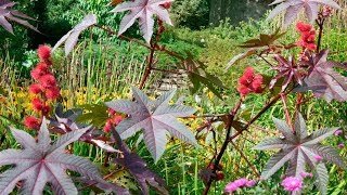 Ricino común o Ricinus communis  Decogarden [upl. by Paulie]