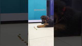 Leo Learn To Stay  German shepherd  Puppy dogs puppy [upl. by Anastassia]