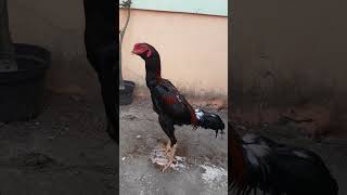 Bang Bewok Ayam jenis bangkok cross pakhoy ayamphakoy [upl. by Llerehs529]