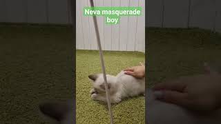 Siberian color point neva masquerade kitten 4 months [upl. by Wendye813]