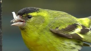 Siskin  Siskins Male and Female on My Bird Feeder [upl. by Enahs]