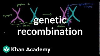 Genetic recombination 1  Biomolecules  MCAT  Khan Academy [upl. by Marney]