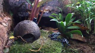 dendrobates tinctorius oyapock dartfrog feeding [upl. by Llorrad]