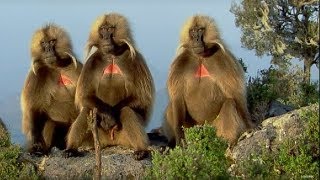 Defending a Monkey Harem  Clever Monkeys  BBC Earth [upl. by Suolevram777]