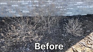 Cutting backpropagating Caryopteris A drought tolerant perennial 💚🌿 [upl. by Ettelohcin728]