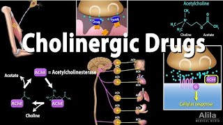 cholinergic drugs muscarinic and nicotinic receptors part 2  pharmacology lectures in urdu hindi [upl. by Handel28]