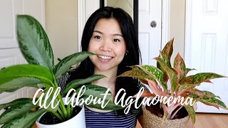 Aglaonema Care Tips amp Tricks  Chinese Everygreen Plants [upl. by Yrdua]