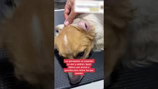 🛑 3 REMEDIOS CASEROS para las GARRAPATAS en PERROS 🐶 [upl. by Nesyla]