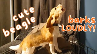 Cute Beagle Barks Loudly [upl. by Oinimreh]