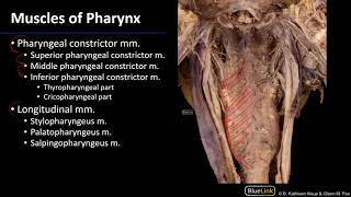 Larynx and Pharynx  Pharyngeal Muscles [upl. by Nitram]