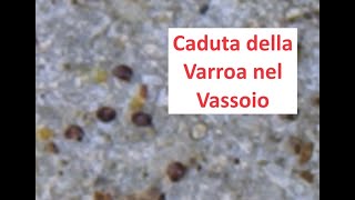 Caduta di Varroa [upl. by Karleen391]