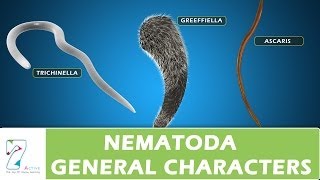 Nematoda General Characters [upl. by Jemmy422]