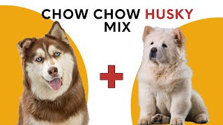 All About Chow Chow Husky Mix aka Chusky [upl. by Johppah]