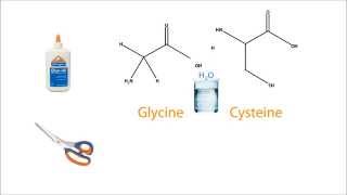 Hydrolysis of Proteins [upl. by Tra]