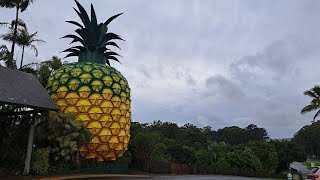 Big pineapple Woombye QLD [upl. by Midis1]