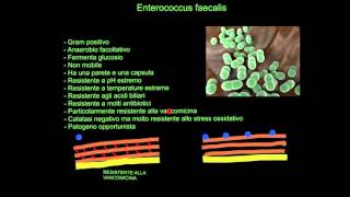 CORSO DI MICROBIOLOGIA ALIMENTARE  LEZIONE 3  Enterococcus faecalis  CEPPI  GENOMA E VIRULENZA [upl. by Llerrahs]