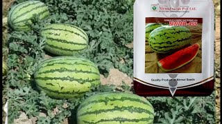 Nirmal seeds Watermelon 455 Growing watermelon at home is easy big and sweet if you know this method [upl. by Sussi]