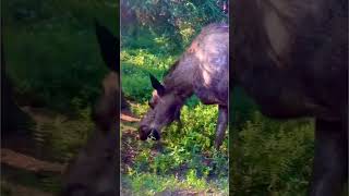 Moose in Denali National Park moose wildlife outdoors alaska nature shorts travel [upl. by Ynnavoeg]