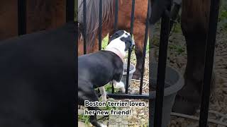 Boston terrier loves horse horse friends cute dog love farm [upl. by Cointon]